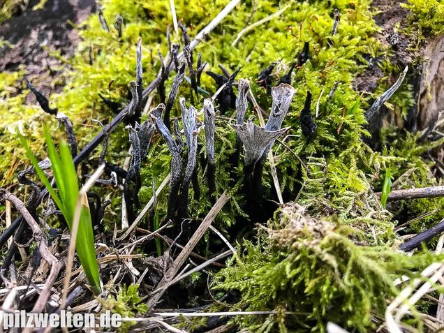 Geweihförmige Holzkeule, Xylaria hypoxylon