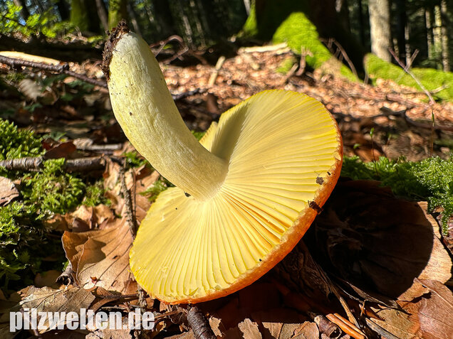 Goldtäubling, Russula aurea