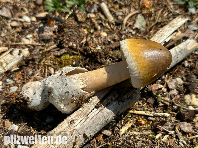 Grauhäutiger Scheidenstreifling, Amanita submembranacea