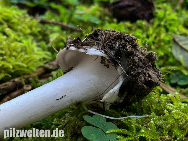 Großer Scheidling, Volvopluteus gloiocephalus