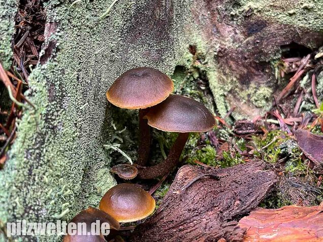 Gurkenschnitzling, Macrocystidia cucumis
