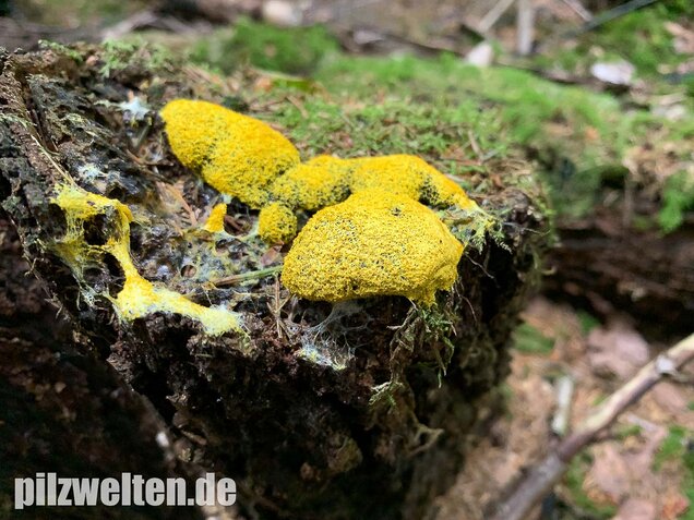 Hexenbutter, Fuligo septica