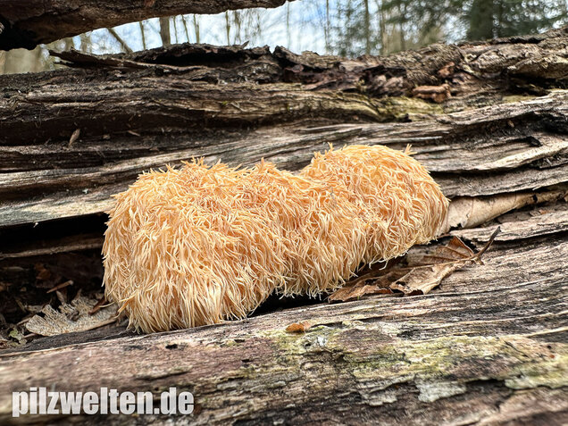 Igelstachelbart, Lion's mane Mushroom, Hericium erinaceus