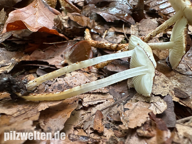 Kastanienbrauner Schirmling, Lepiota castanea