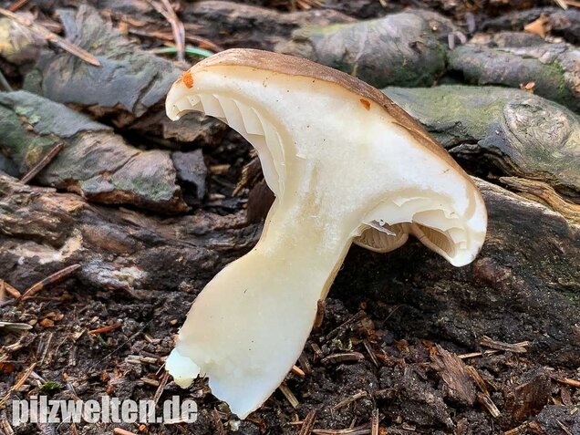 Keulenfüßiger Trichterling, Ampulloclitocybe clavipes