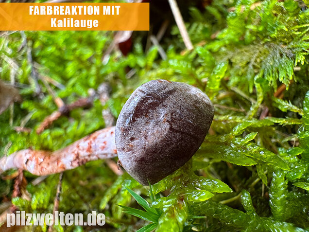 Kupferschuppiger Dickfuß, Cortinarius spilomeus