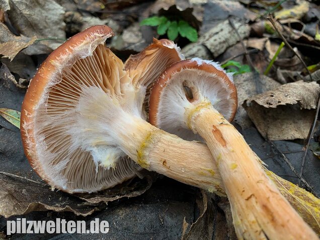 Laubholzhallimasch, Armillaria gallica