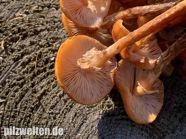 Nadelholzhallimasch, Armillaria ostoyae