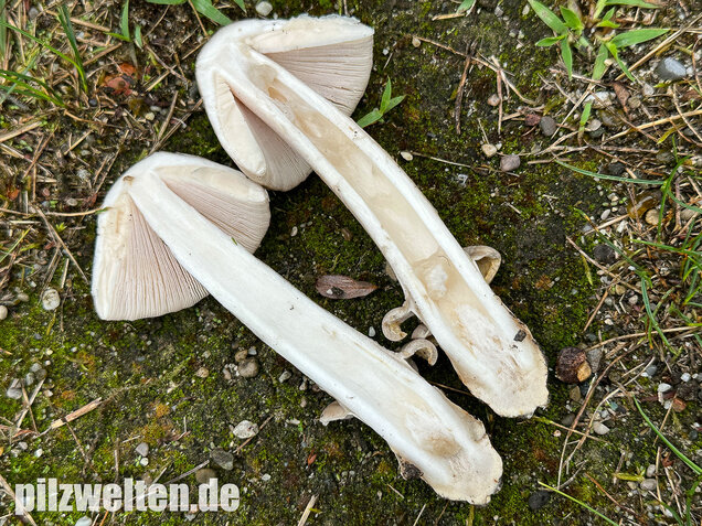 Ockergrauer Scheidenstreifling, Ockergrauer Riesenstreifling, Amanita lividopallescens