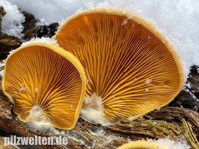 Orangeseitling, Phyllotopsis nidulans