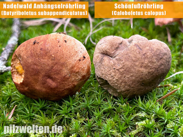 Nadelwald Anhängselröhrling, Gelber Steinpilz, Butyriboletus subappendiculatus