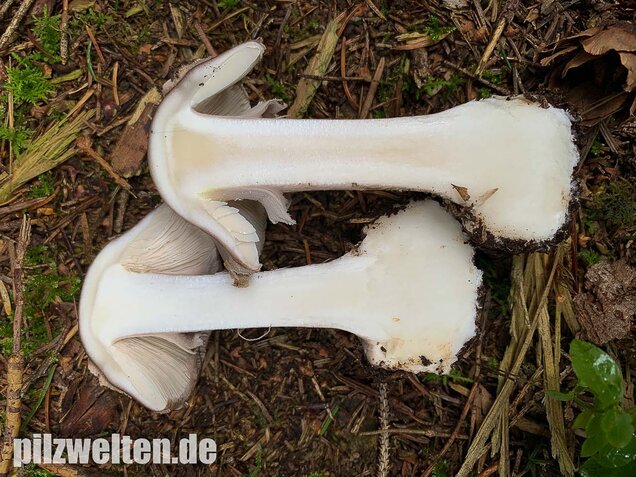 Porphyrbrauner Wulstling, Amanita porphyria