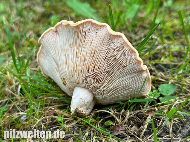 Queraderiger Milchling, Lactarius acerrimus