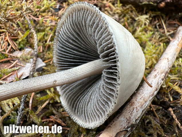 Ringdüngerling, Beringter Düngerling, Panaeolus semiovatus