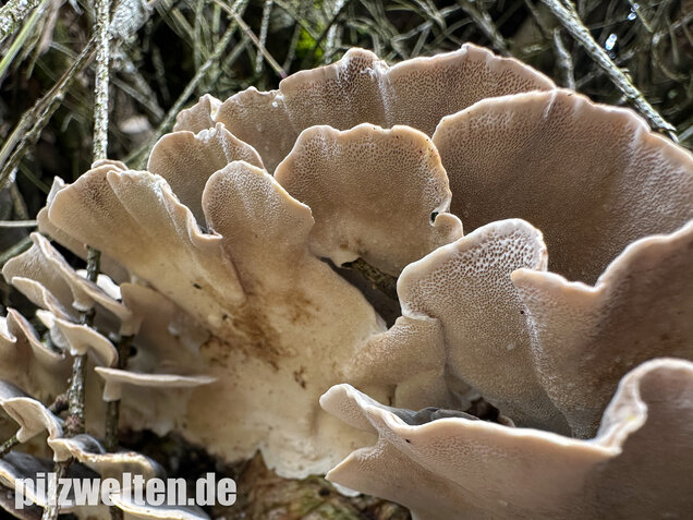 Schmetterlingstramete, Turkey tail mushroom, Trametes versicolor