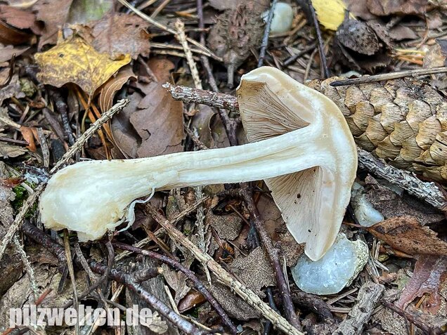 Tonblasser Fälbling, Hebeloma crustuliniforme