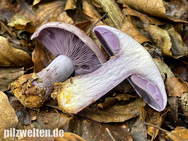 Violetter Rötelritterling, Lepista nuda