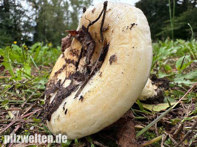 Blasser Zonenmilchling, Scharfer Pappelmilchling, Lactarius evosmus