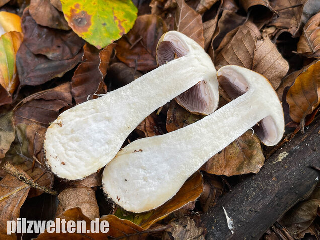 Ziegelgelber Schleimkopf, Semmelgelber Schleimkopf, Cortinarius varius