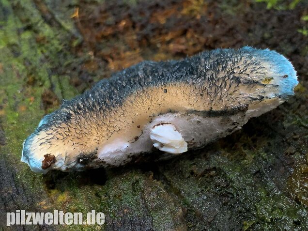 Blauender Saftporling, Postia caesia
