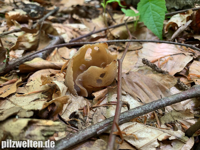 Buchenwaldbecherling, Peziza arvernensis