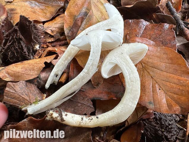 Elfenbeinschneckling, Hygrophorus eburneus