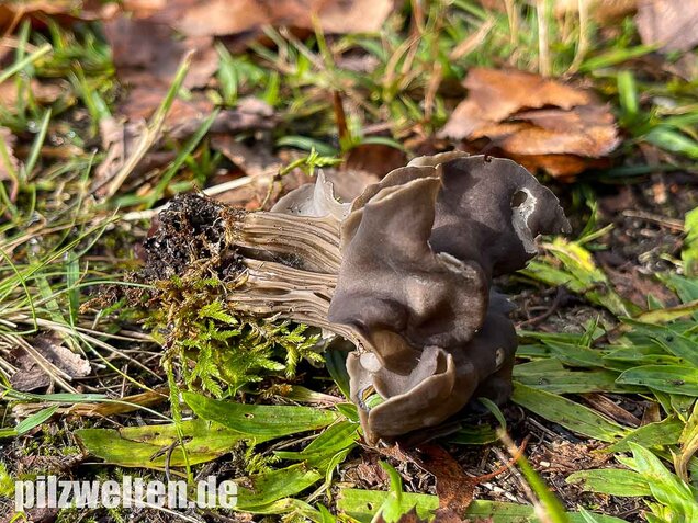 Gefurchte Lorchel, Helvella sulcata