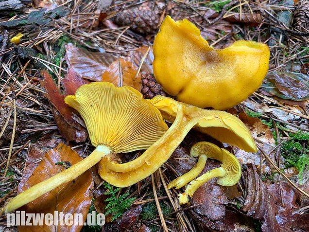 Goldgelber Holzritterling, Tricholomopsis decora