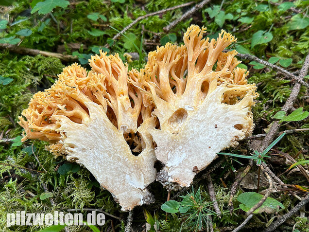 Gelbwerdende Koralle, Rosagelbliche Koralle, Ramaria flavescens