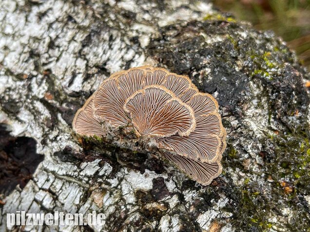 Gemeiner Spaltblättling, Schizophyllum commune
