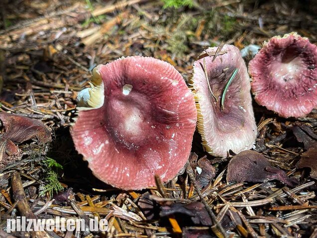 Geriefter Weichtäubling, Russula nauseosa