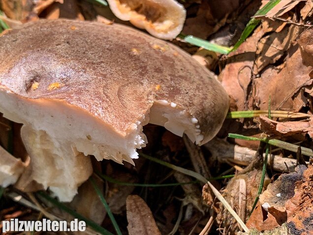 Graugrüner Milchling, Lactarius blennius