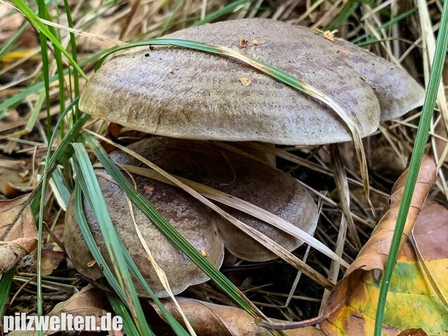Graugrüner Milchling, Lactarius blennius