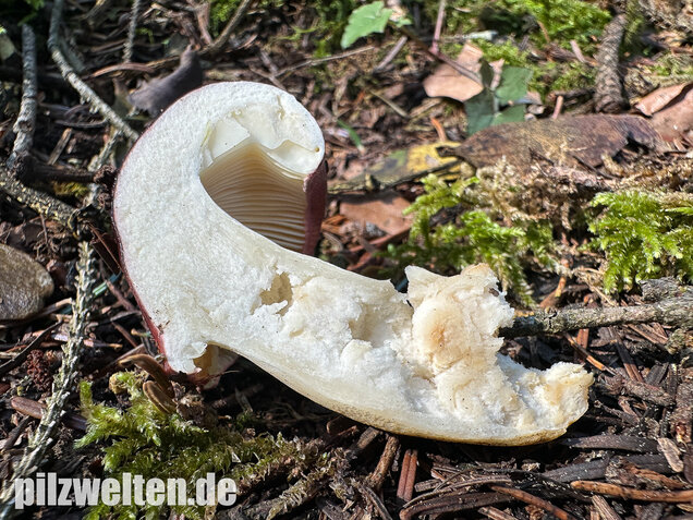 Hohlstieltäubling, Weißtannentäubling, Russula cavipes
