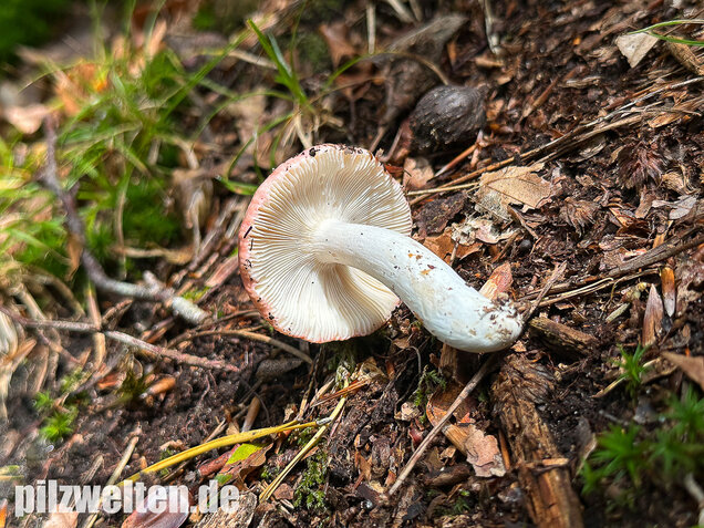 Kleiner Rosatäubling, Russula minutula