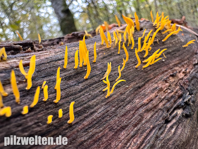 Laubholzhörnling, Calocera cornea