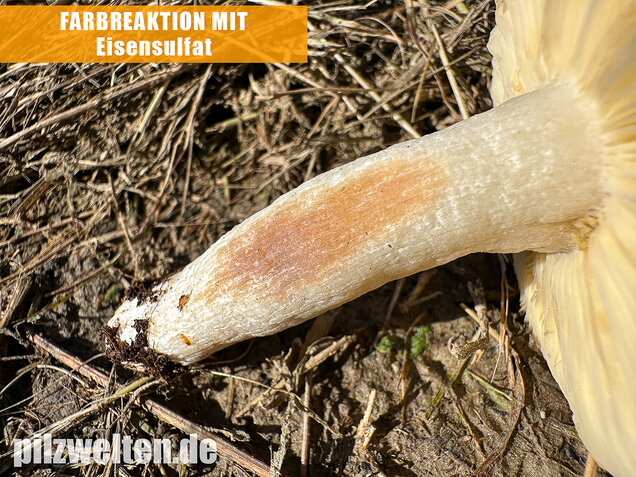 Milder Glanztäubling, Russula nitida