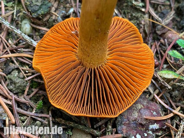 Orangefuchsiger Raukopf, Cortinarius orellanus