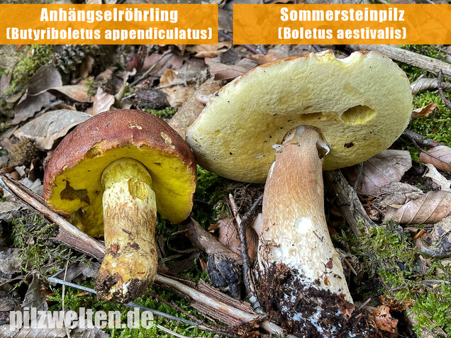 Sommersteinpilz, Boletus aestivalis
