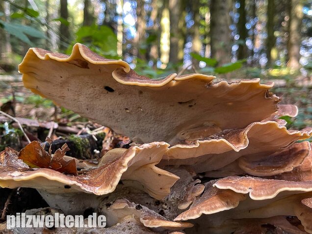 Riesenporling, Meripilus giganteus