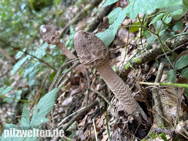 Riesenschirmling, Parasol, Macrolepiota procera