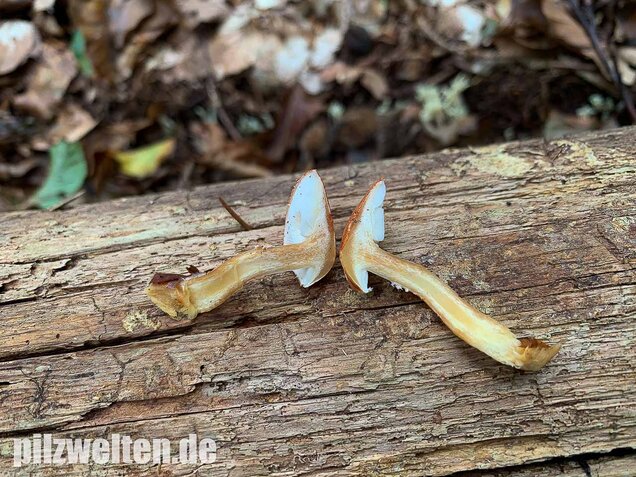 Rostroter Körnchenschirmling, Cystodermella granulosa