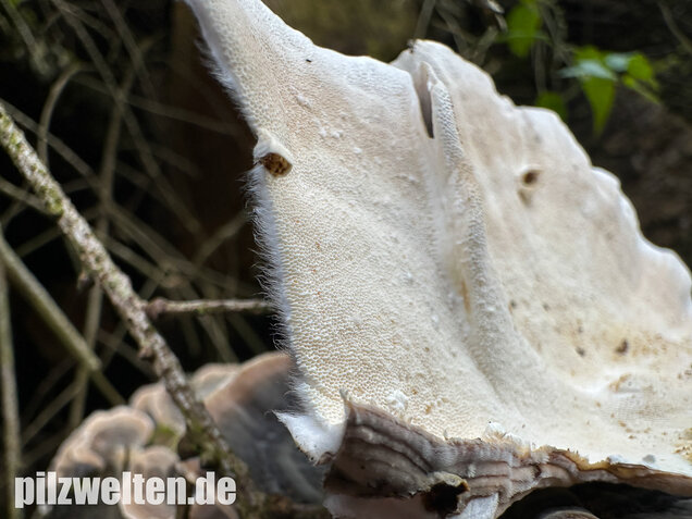 Schmetterlingstramete, Turkey tail mushroom, Trametes versicolor