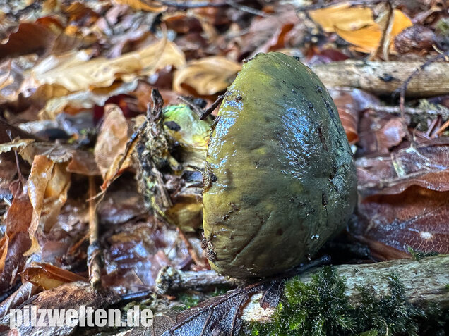 Schwarzgrüner Klumpfuß, Calonarius atrovirens
