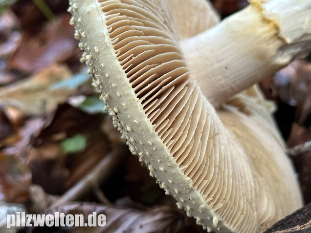 Spitzkegeliger Wulstling, Amanita echinocephala