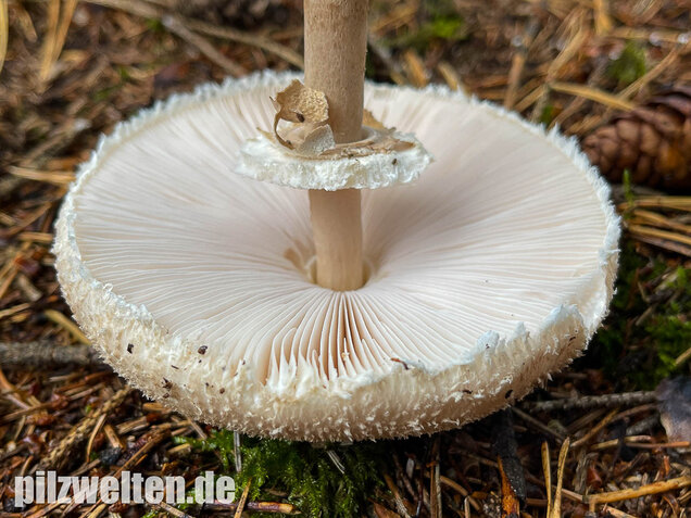 Sternschuppiger Riesenschirmling, Macrolepiota fuliginosa
