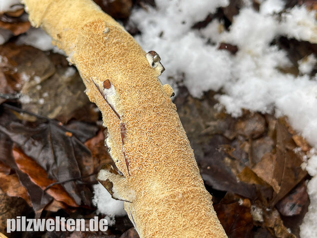 Veränderlicher Spaltporling, Schizopora paradoxa