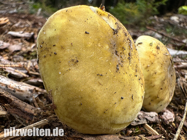 Weißstieliger Ockertäubling, Russula citrina / Russula violeipes var. citrina