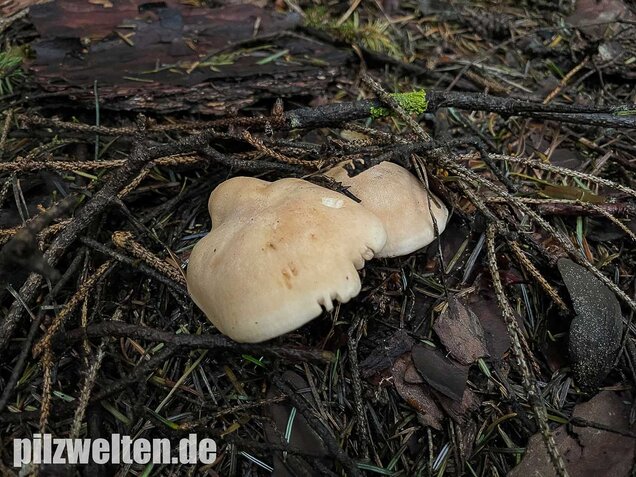 Würziger Tellerling, Clitopilus geminus