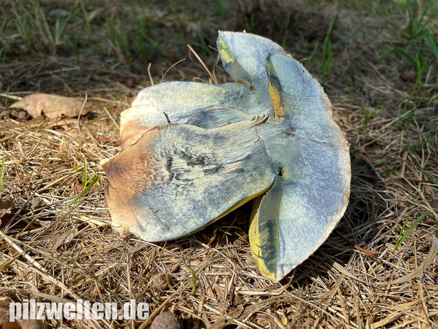Wurzelnder Bitterröhrling, Caloboletus radicans